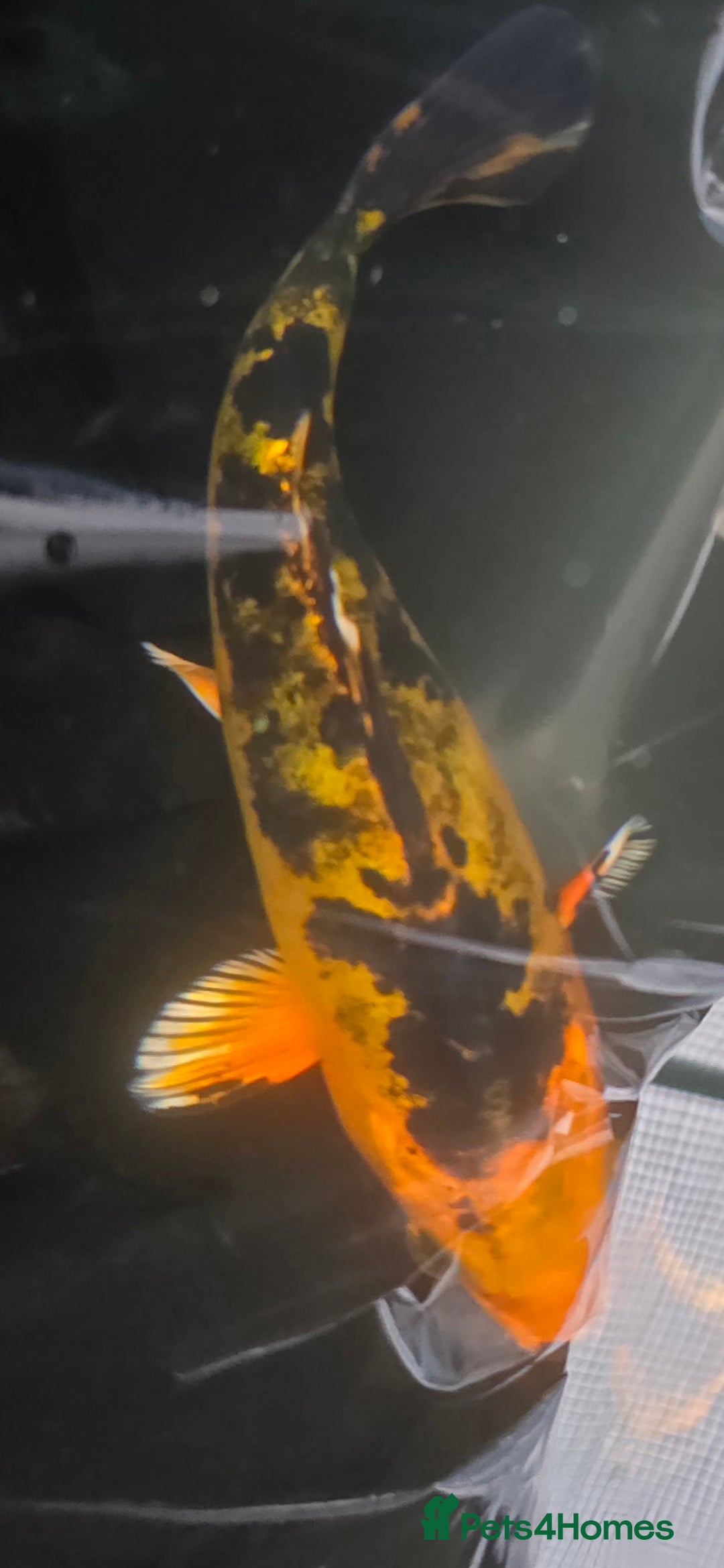 Koi Carp fish for sale: Young Koi for Sale - Image 3
