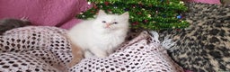 Ragdoll cats for sale: 💗Stunning GCCF registered Ragdoll Kittens. - Advert 24