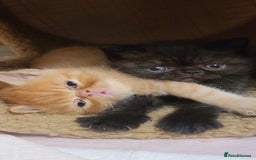 Exotic cats for sale: Beautiful Exotic kittens💫 - Image 12