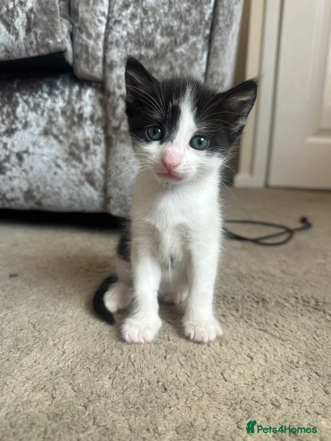 Mixed Breed cats for sale: Kittens for sale  - Advert 2