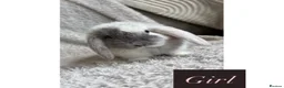 Mini Lop rabbits for sale: 🐰Mini lop rabbits for sale🐰 in Newport - Advert 4