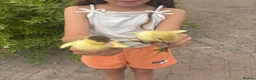 Mixed Breed birds for sale: Moscovi ducklings available with mum in Sheffield - Advert 5