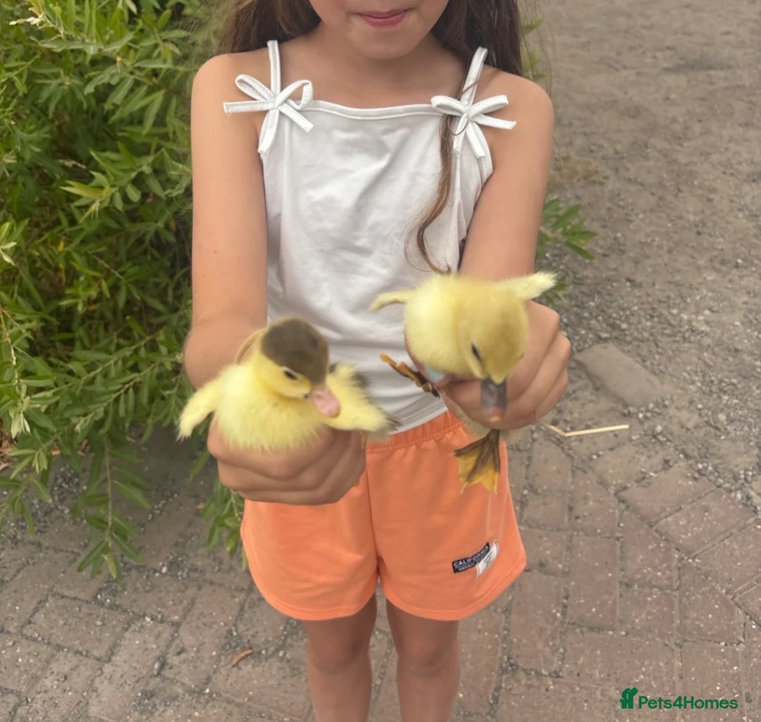 Mixed Breed birds for sale: Moscovi ducklings available with mum in Sheffield - Advert 5