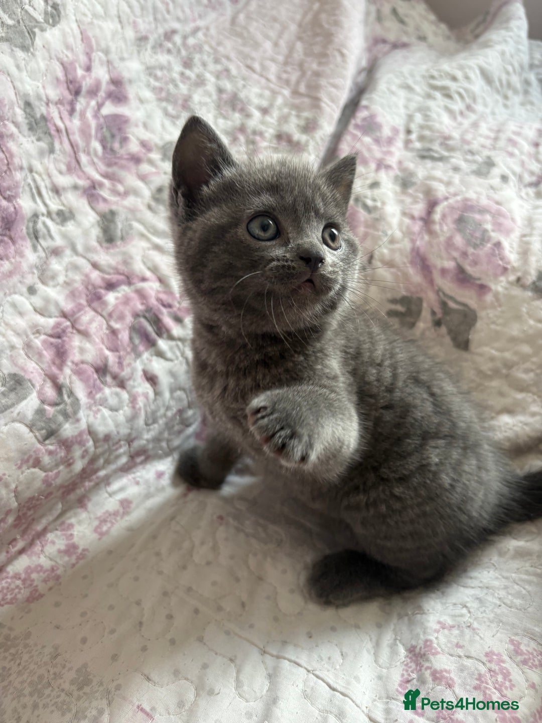 British Shorthair cats for sale: Adorable unique kittens- BSH dad X Ragdoll mum - Image 21