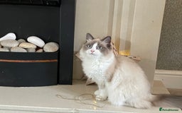 Mixed Breed cats for sale: Adorable Ragdoll Mix Kittens for Sale! - Image 3