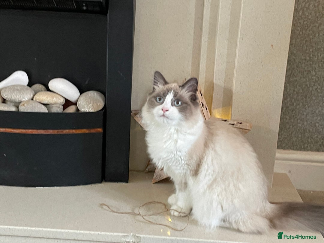 Mixed Breed cats for sale: Adorable Ragdoll Mix Kittens for Sale! - Image 3