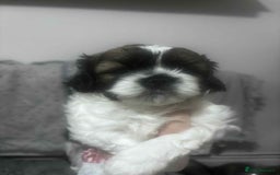 Mixed Breed dogs for sale: Shishon cross japanese chin  - Image 1