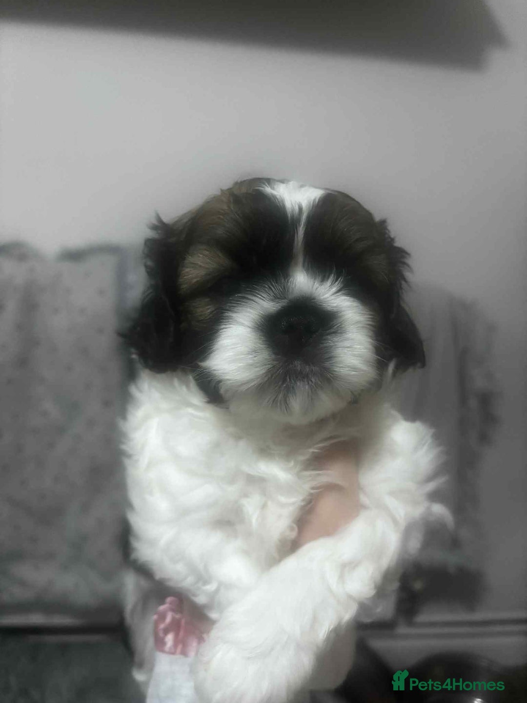 Mixed Breed dogs for sale: Shishon cross japanese chin  - Image 1