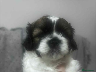 Mixed Breed dogs - Advert 33