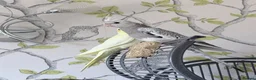 Cockatiels birds for sale: Pretty baby cockatiels with DNA - Advert 2