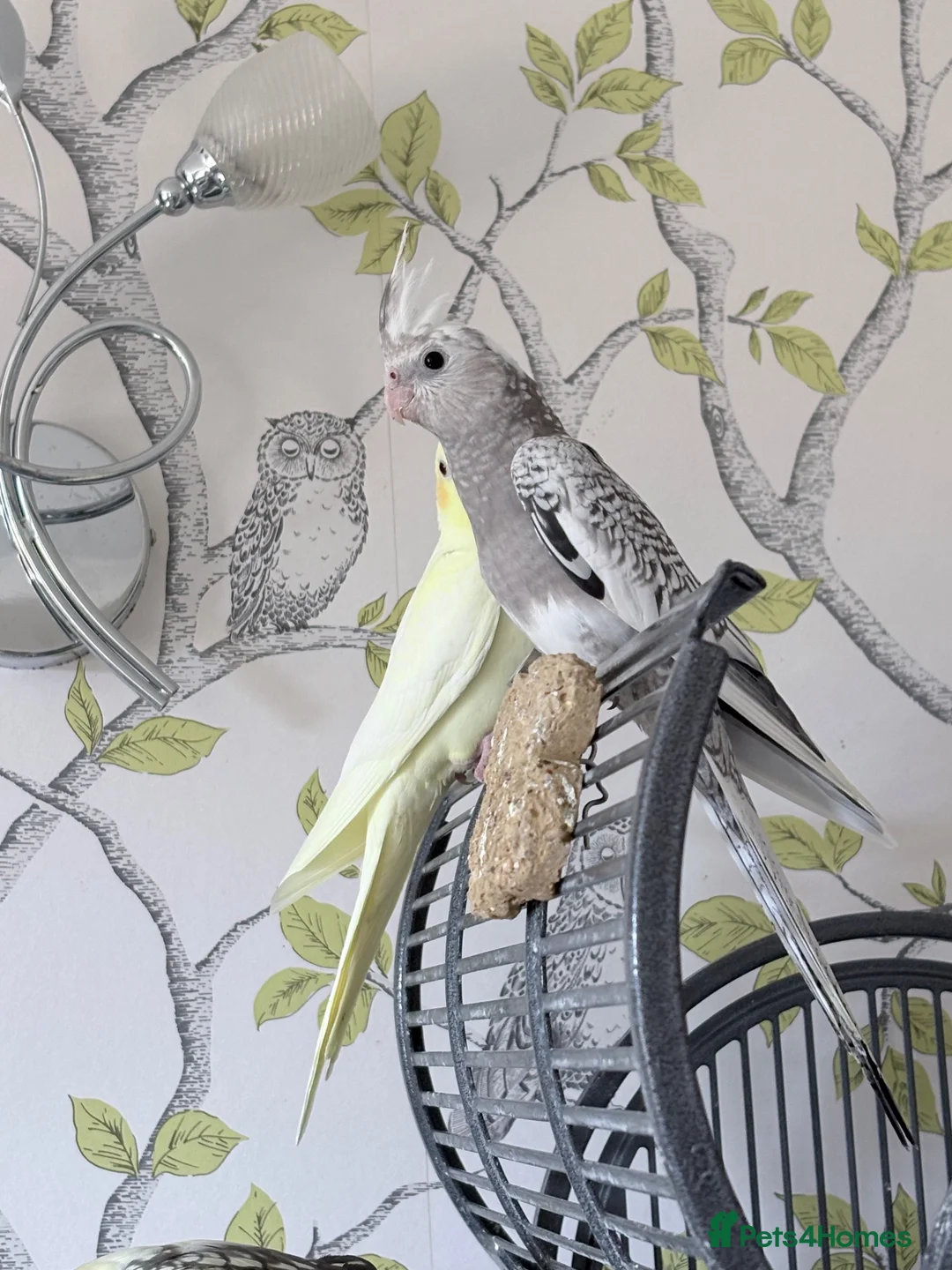 Cockatiels birds for sale: Pretty baby cockatiels with DNA - Advert 2