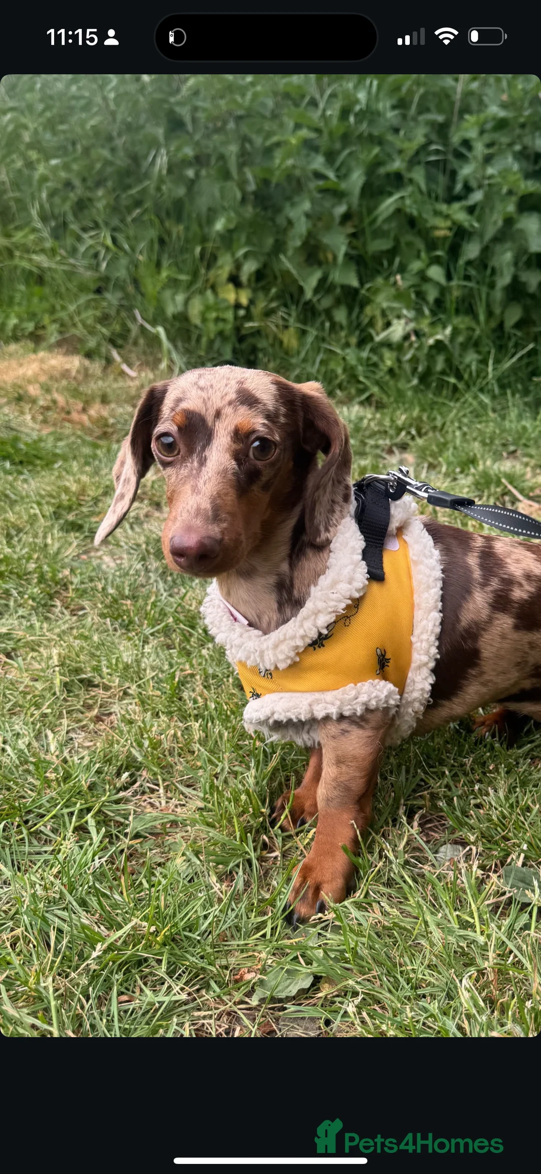 Miniature Dachshund dogs for sale: Miniature Daschund  - Advert 1