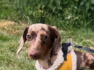 Miniature Dachshund dogs Miniature Daschund - Advert 1