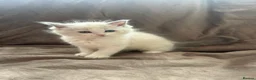 Ragdoll cats for sale: Pure Ragdoll Kittens - Advert 7