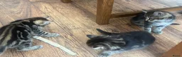 Mixed Breed cats for sale: Maine Coon Mixed Kittens  in Tonbridge - Advert 7