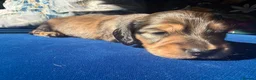 Miniature Dachshund dogs for sale: Stunning litter of miniature dachshund puppies - Advert 2