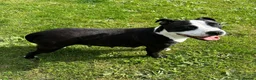 Staffordshire Bull Terrier dogs for sale: KC Registered Staffordshire Bull Terrier Puppies. - Advert 29