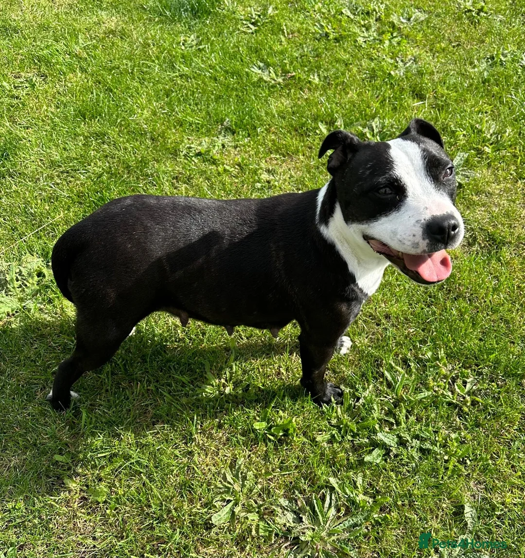 Staffordshire Bull Terrier dogs for sale: KC Registered Staffordshire Bull Terrier Puppies. - Advert 29