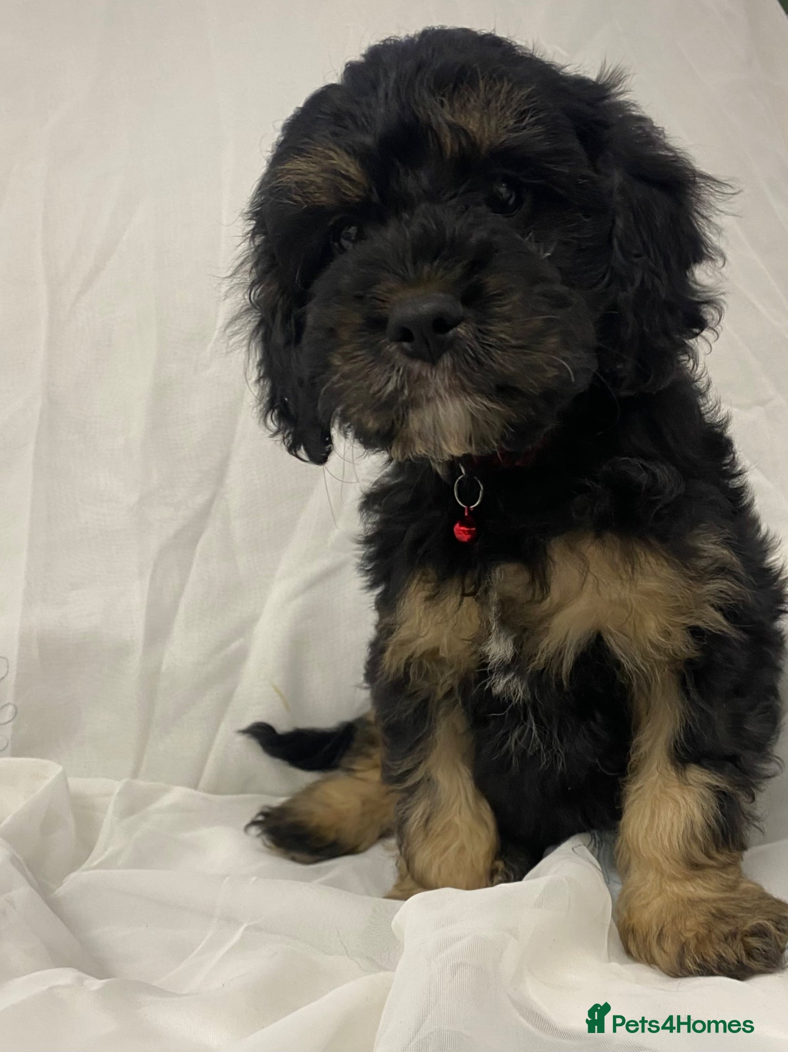 Cavapoo dogs Adorable cavapoos - Advert 1