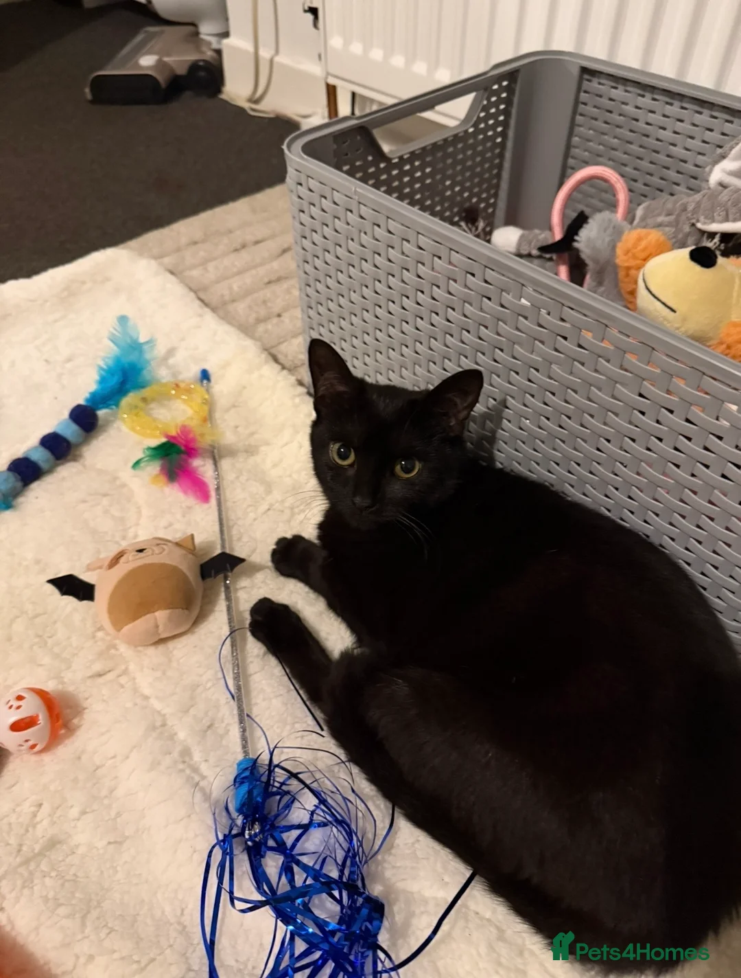 Mixed Breed cats for sale: A bonded pair in Kilmarnock - Advert 5