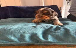 Cocker Spaniel dogs for sale: KC Registered Show Cockers - Image 13