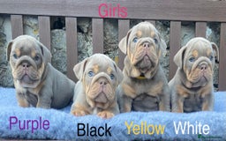 English Bulldog dogs for sale: Beautiful KC lilac & tan English bulldog puppies - Image 8