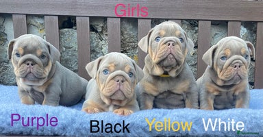 English Bulldog dogs - Advert 14
