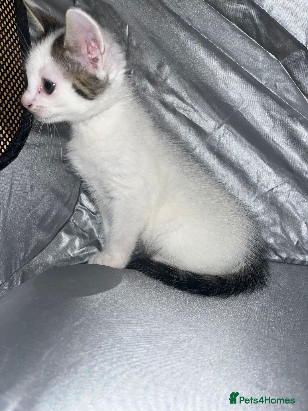 Tibetan cats for sale: Beautiful male kittens on sale - Advert 13