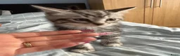 Mixed Breed cats for sale: 3 Boys and 2 Girls mixed colour kittens - Advert 7