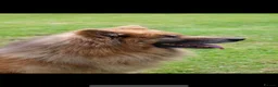 German Shepherd dogs for sale: KC health tested *simba*  - Advert 7