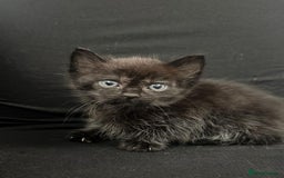Mixed Breed cats for sale: Beautiful kittens  - Image 14