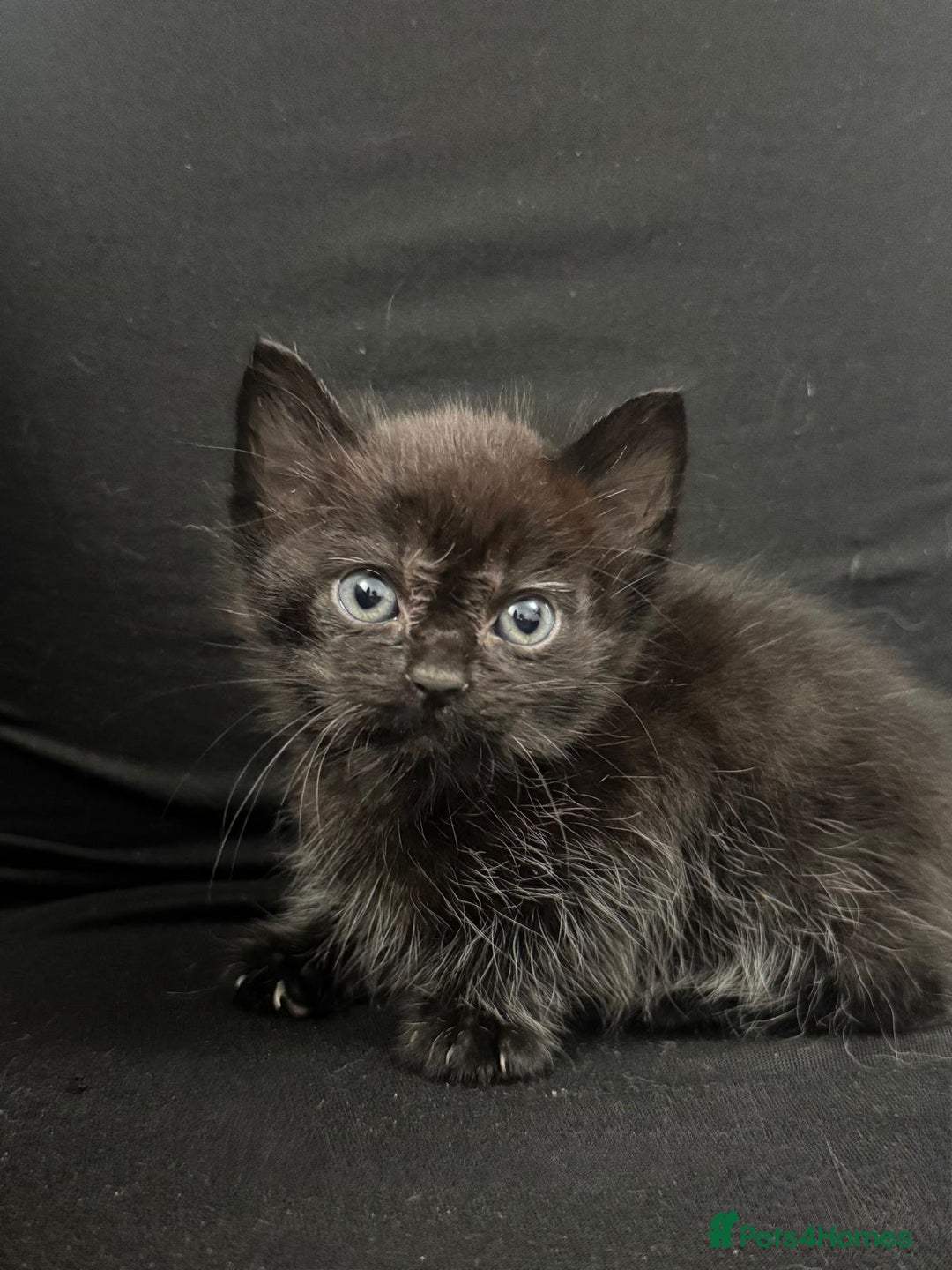 Mixed Breed cats for sale: Beautiful kittens  - Image 14