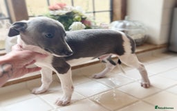 Whippet dogs for sale: Whippet puppies ready now  - Image 9
