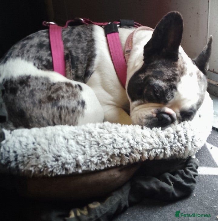 French Bulldog dogs Beautiful friendly Frenchie girl merle  - Advert 2