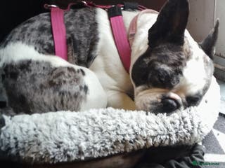 French Bulldog dogs Beautiful friendly Frenchie girl merle - Advert 2