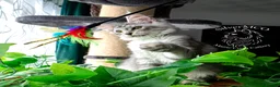 Maine Coon cats for sale: 💚Ready💚 TICA-registered XL Maine Coon Kitten   - Advert 4
