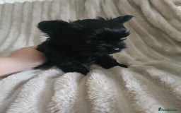 Yorkshire Terrier dogs for sale: SmaltypeYorkshire terrier Chocolate/black IHR.e.V  - Image 18