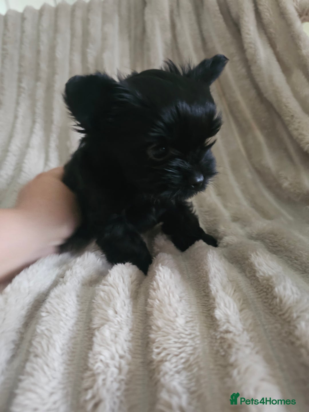 Yorkshire Terrier dogs for sale: SmaltypeYorkshire terrier Chocolate/black IHR.e.V  - Image 18