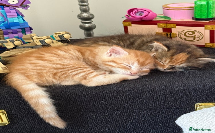 Mixed Breed cats - Advert 16