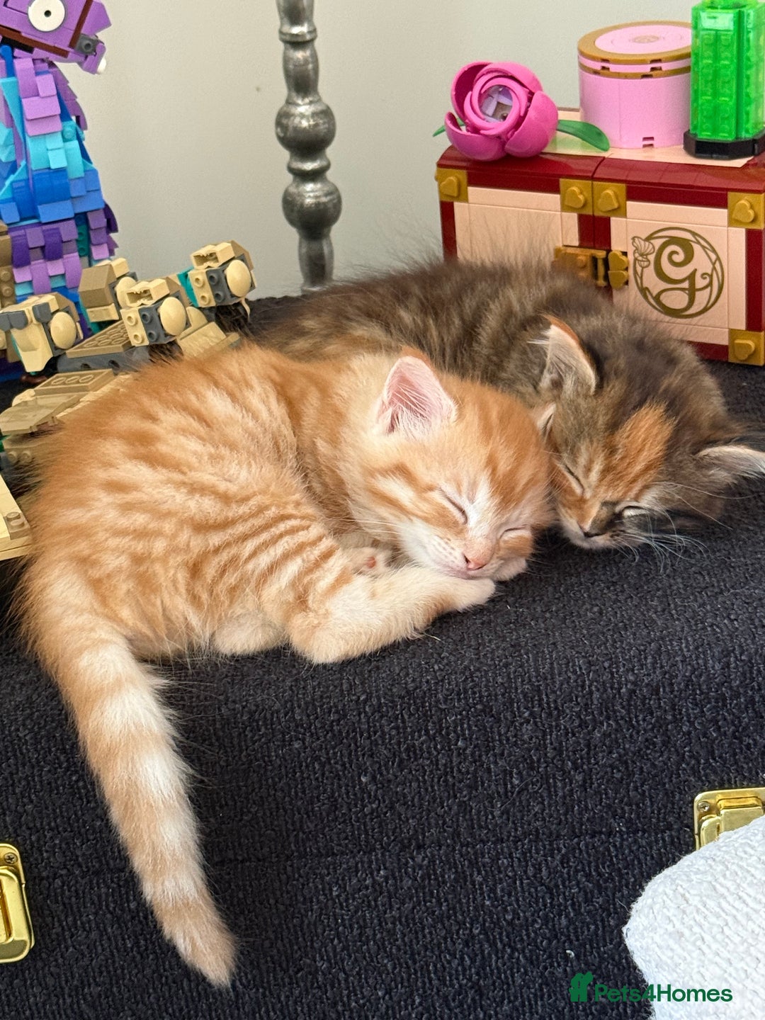 Mixed Breed cats for sale: One boy and one girl Kittens  - Image 1