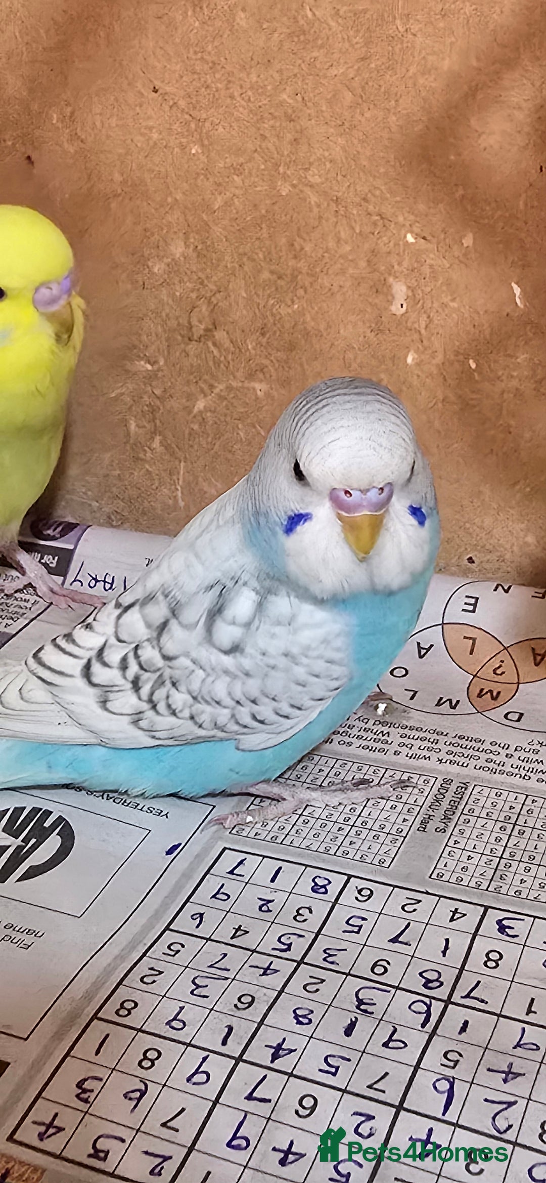 Budgerigars birds for sale: Gorgeous baby budgies - Image 12