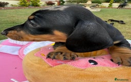 Miniature Dachshund dogs for sale: Miniature daschund puppies - Image 24