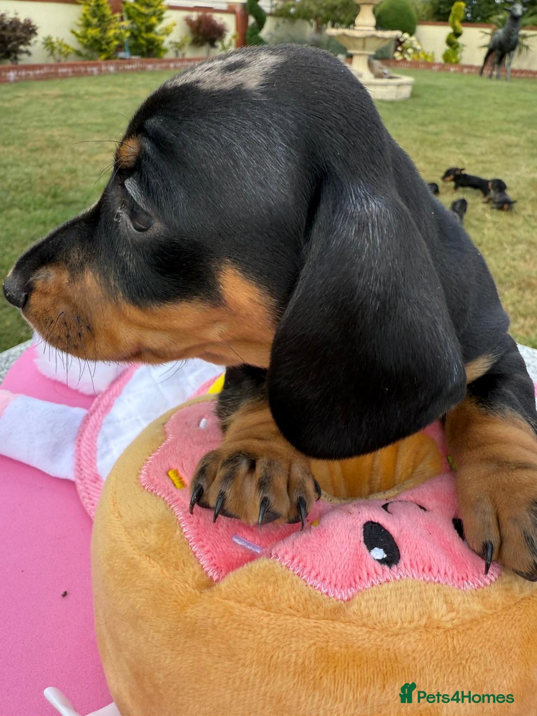 Miniature Dachshund dogs for sale: Miniature daschund puppies - Image 24