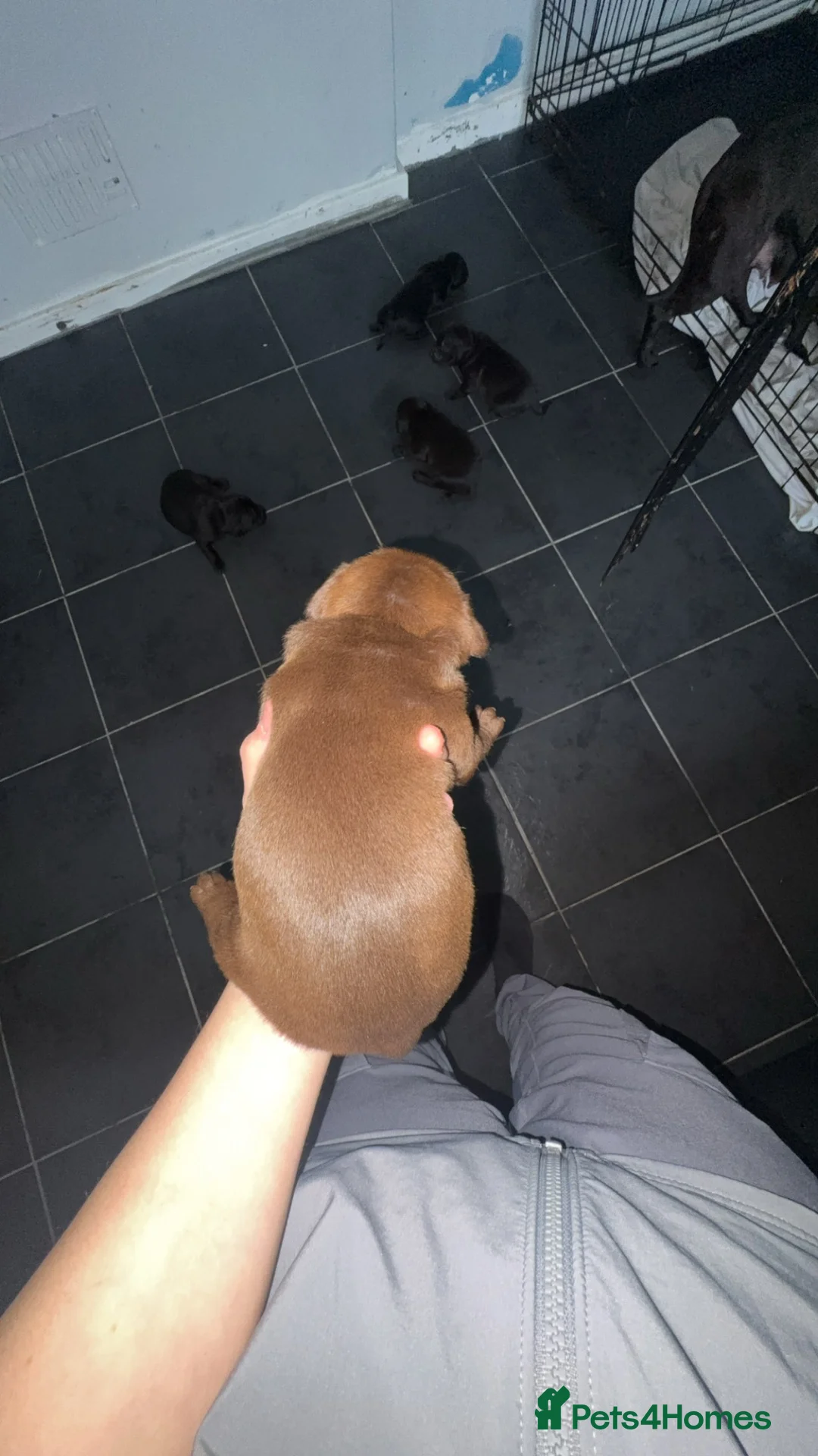Staffordshire Bull Terrier dogs for sale: Staffordshire bull terrier’s  in Wigan - Advert 2