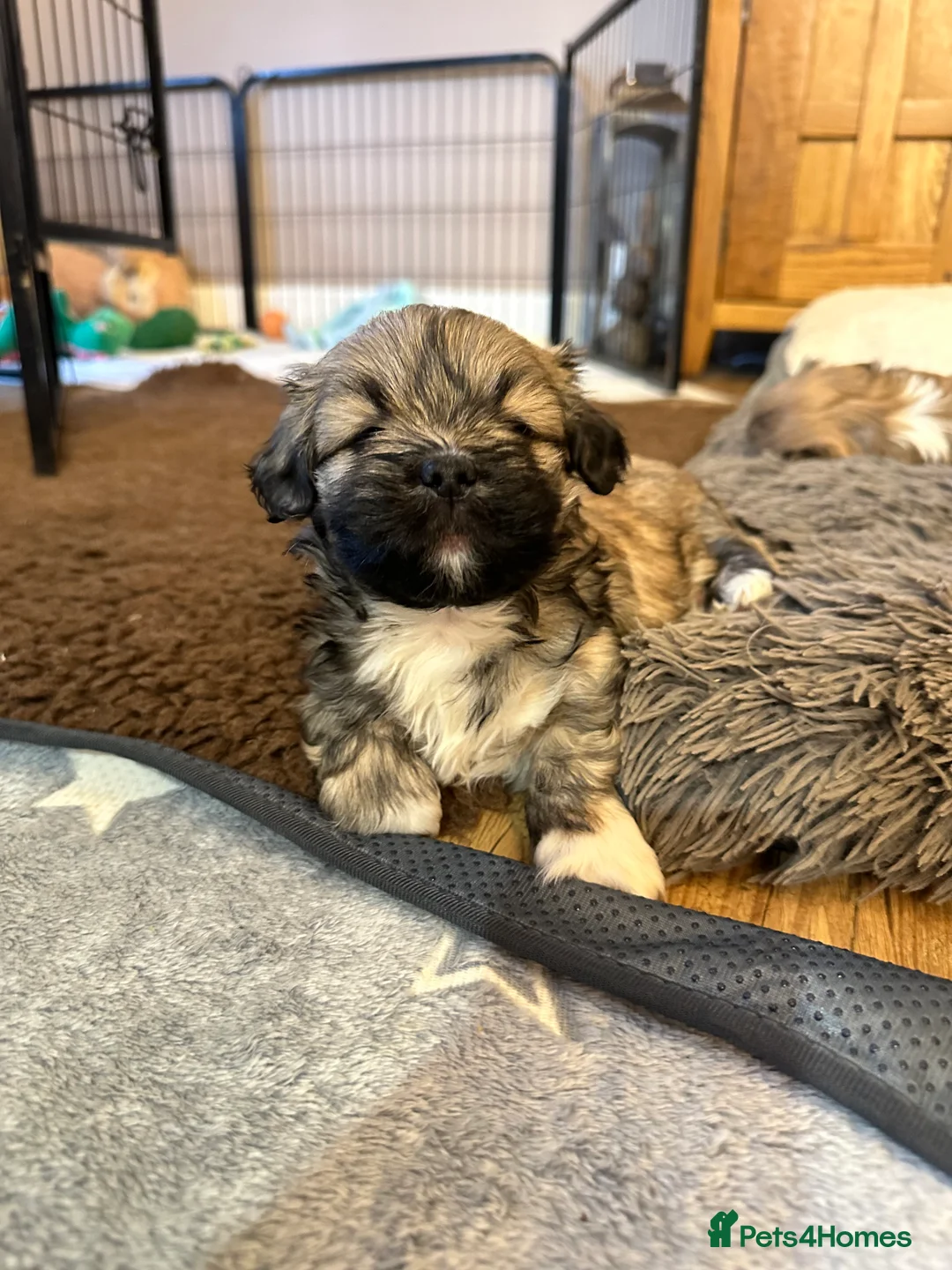 Lhasa Apso dogs for sale: Lhasa Apso pups for sale  - Advert 3
