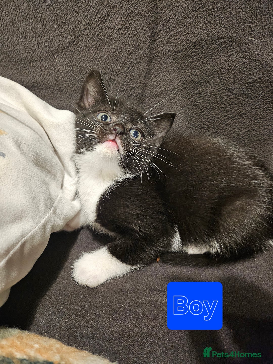 Mixed Breed cats for sale: 7 adorable black & white kittens  - Advert 6