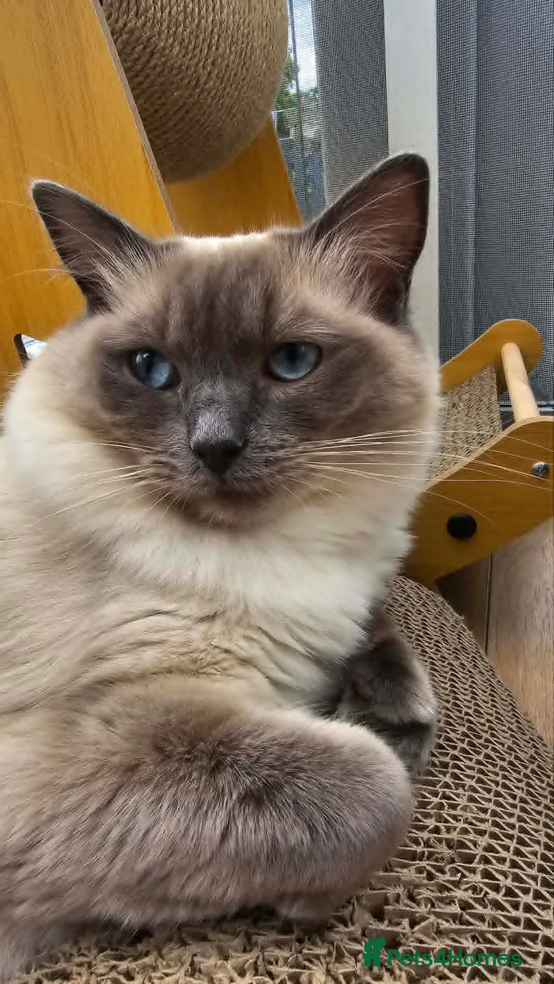 Ragdoll cats for sale: Ragdoll kittens  - Advert 2