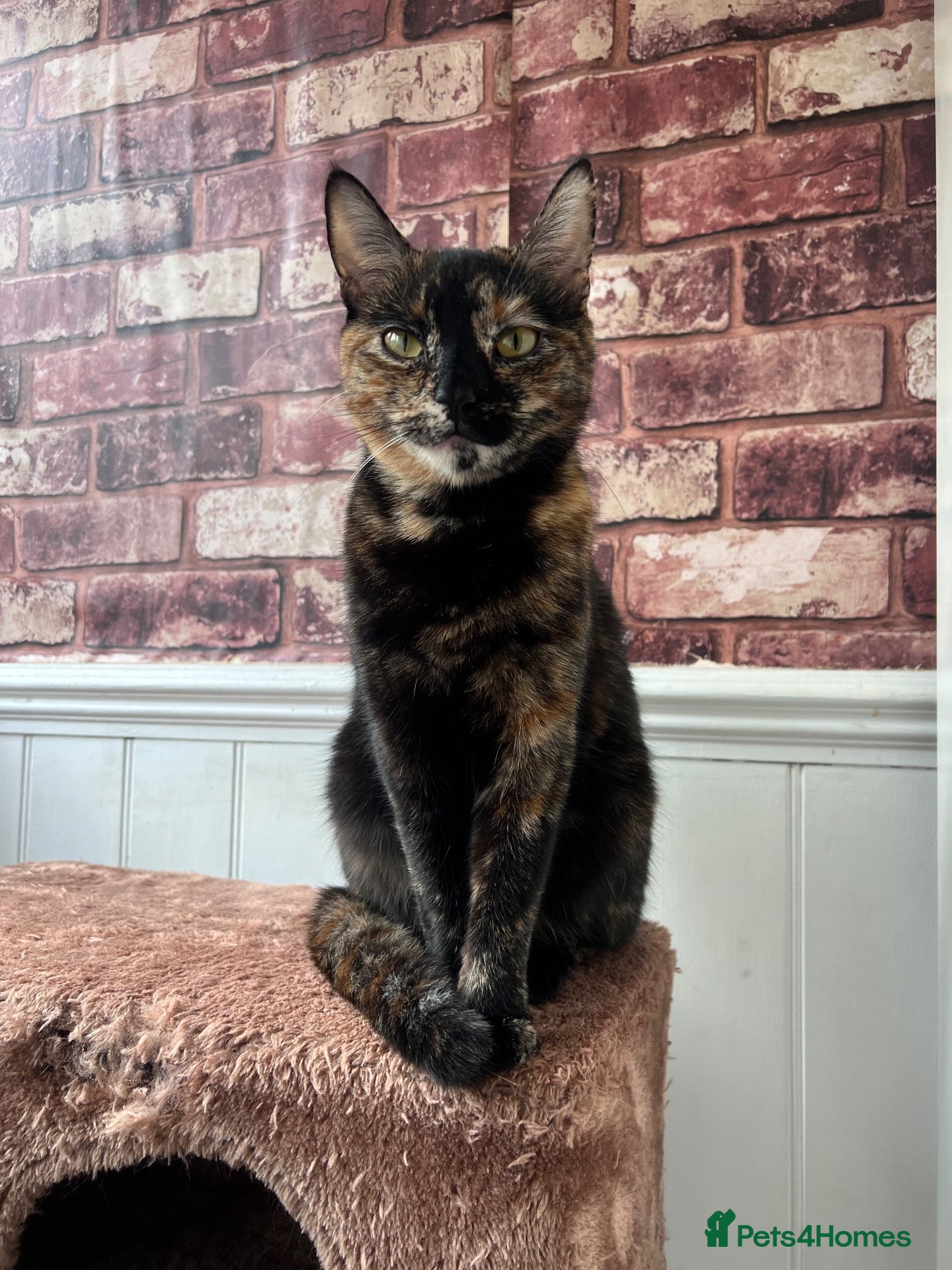 British Shorthair cats Muffin’s Beautiful Kittens Looking for Loving Home - Advert 1