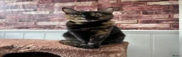 British Shorthair cats for sale: Muffin’s Beautiful Kittens Looking for Loving Home - Advert 1