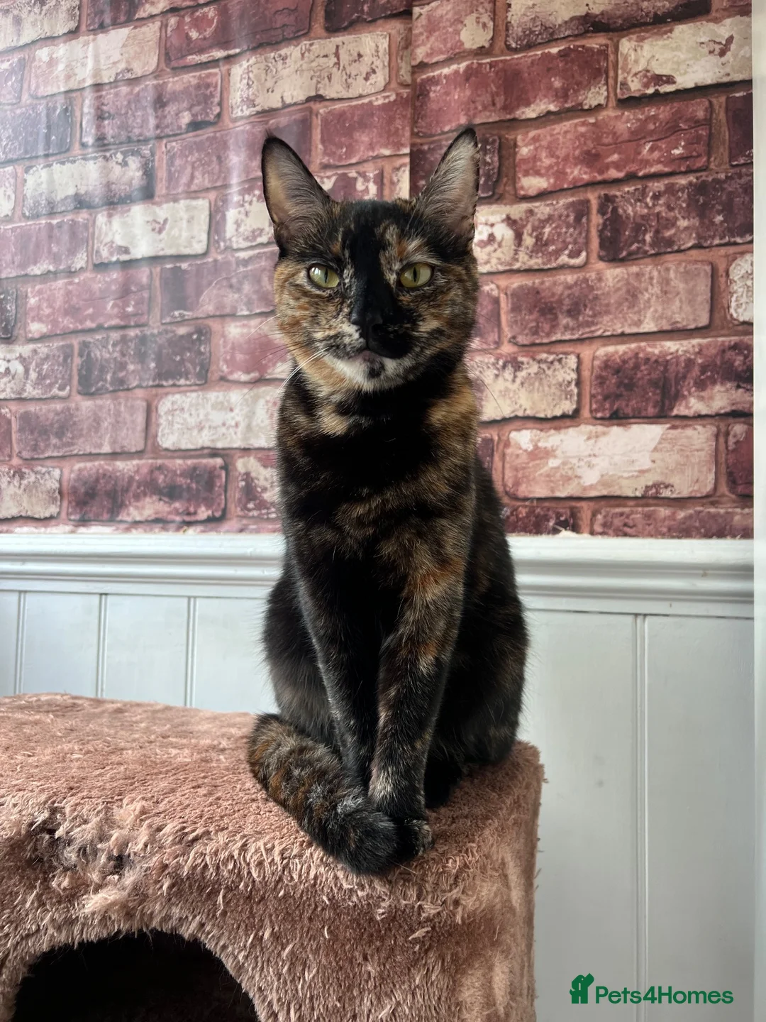 British Shorthair cats for sale: Muffin’s Beautiful Kittens Looking for Loving Home - Advert 1